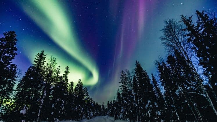 Aurora boreale verde e viola splende in un cielo notturno stellato sopra le sagome di una foresta di pini innevata.