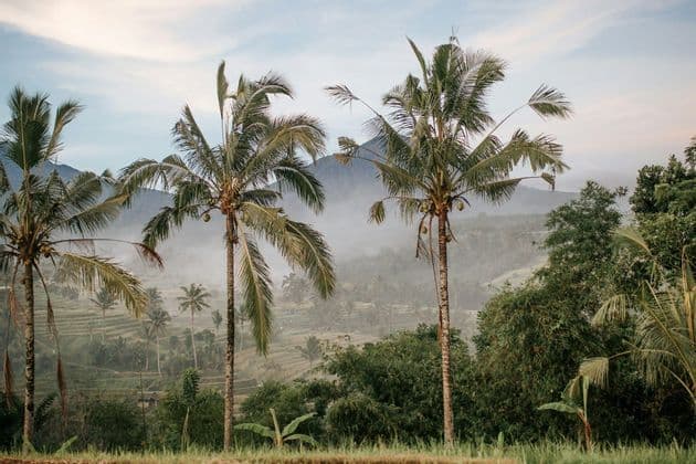 In primo piano, diverse alte palme si stagliano su risaie a terrazze avvolte nella nebbia, con montagne sullo sfondo.