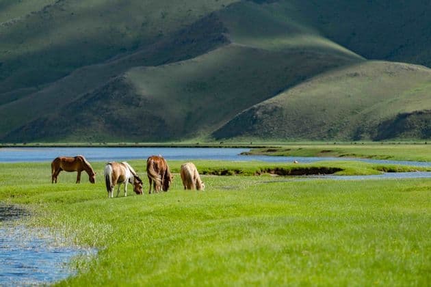 Quatre chevaux broutent dans une prairie d'un vert éclatant près d'une rivière, avec des collines verdoyantes et ondulantes en arrière-plan.