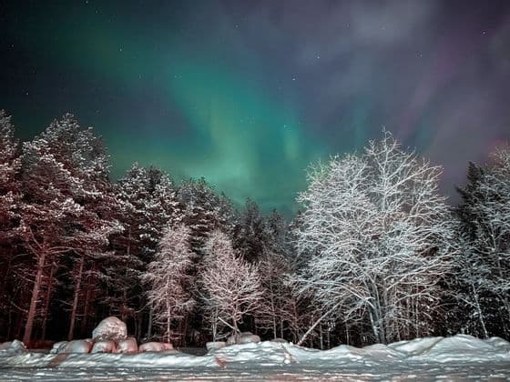 The green aurora borealis glows in the starry night sky above a dense, snow-covered forest.