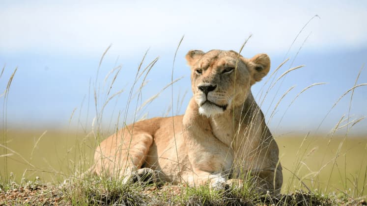 Una leona descansa sobre un montículo de hierba, con altas briznas de hierba en primer plano y un cielo azul pálido detrás.