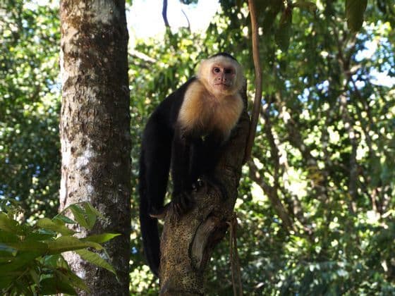A white-headed capuchin monkey with black fur perches on a tree branch in a lush forest, looking directly at the camera.