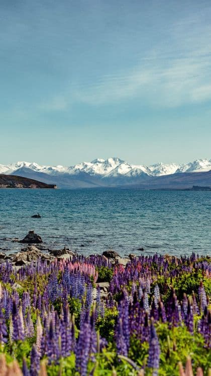Fiori di lupino viola e rosa sbocciano sulla riva rocciosa di un lago con montagne innevate in lontananza.