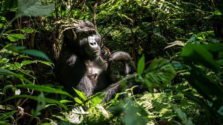 Ein erwachsener Gorilla sitzt mit seinem Baby in einem sonnendurchfluteten Dschungel, umgeben von üppigem Grün.