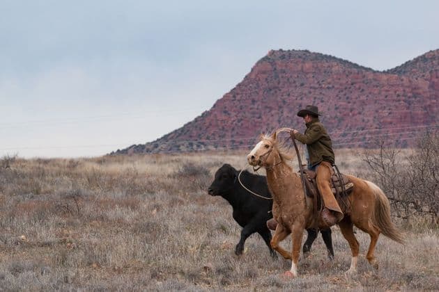 Un cowboy a cavallo raduna un toro nero con una corda in un campo erboso, con una butte di roccia rossa sullo sfondo.