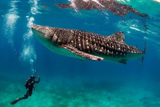 Un buzo filma un gran tiburón ballena nadando justo debajo de la superficie en agua azul cristalina.