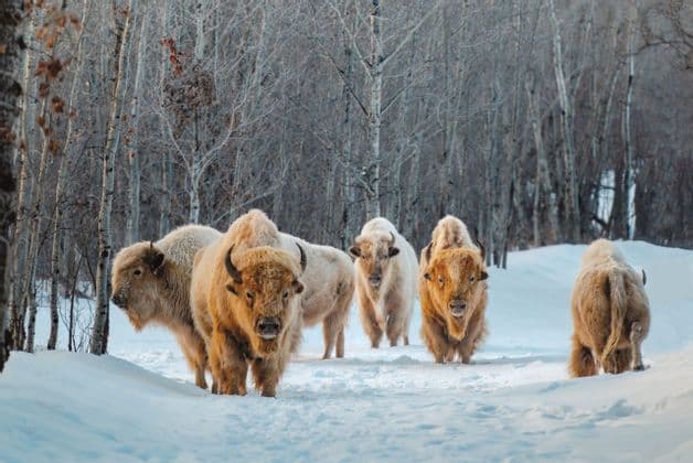 Una mandria di bisonti dal pelo chiaro e arruffato si erge nella neve alta davanti a una foresta di alberi spogli.