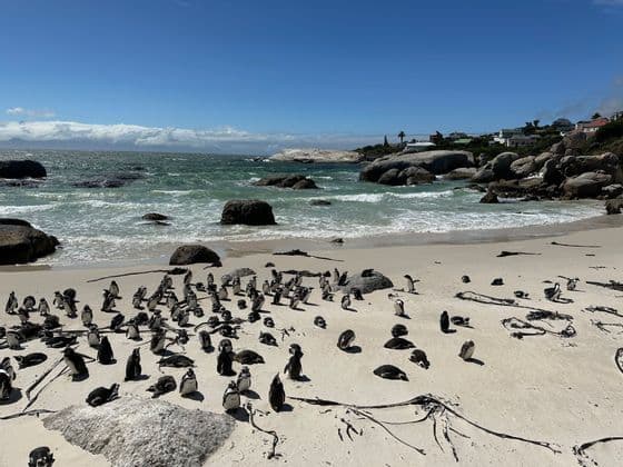Una grande colonia di pinguini si riposa su una spiaggia sabbiosa accanto all'oceano in una giornata di sole.