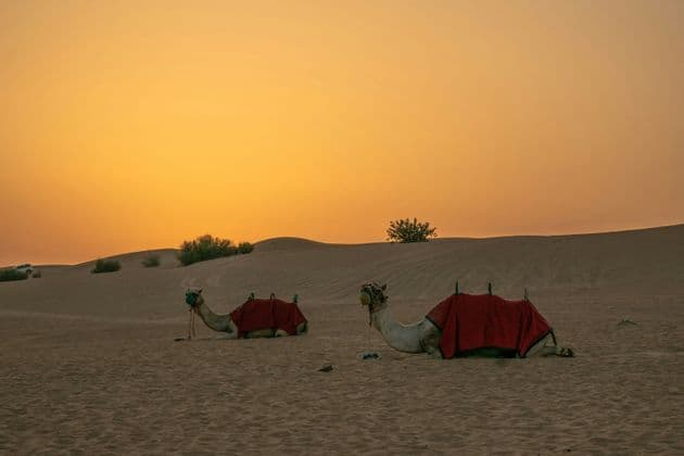 Deux chameaux sellés avec des couvertures rouges se reposent sur des dunes de sable du désert sous un ciel de coucher de soleil doré.