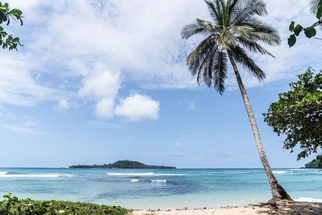 Una palma alta si protende su una spiaggia sabbiosa con acqua turchese, con una piccola isola in lontananza all'orizzonte sotto un cielo parzialmente nuvoloso.