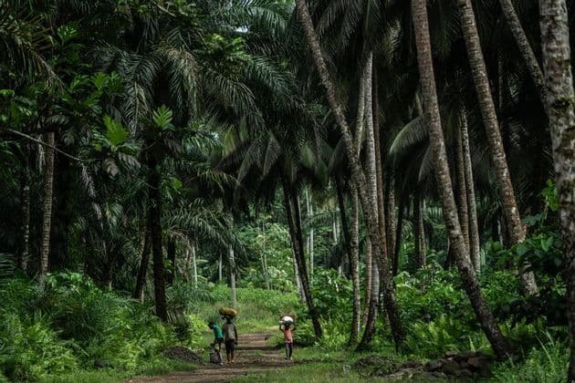 Tre bambini con fagotti in testa camminano lungo un sentiero sterrato attraverso una fitta foresta di palme.