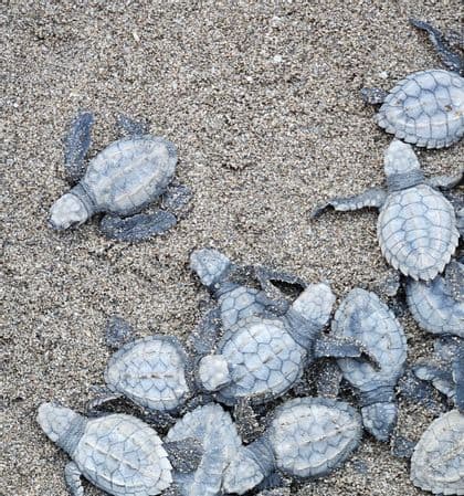 Eine Draufsicht auf eine Gruppe von Baby-Meeresschildkröten-Schlüpflingen, die auf sandigem Untergrund krabbeln.