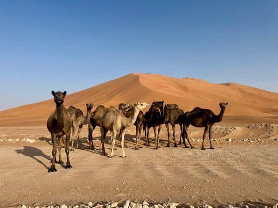 Una mandria di cammelli si erge su un terreno sabbioso in un deserto, con grandi dune di sabbia arancione sullo sfondo sotto un cielo limpido.