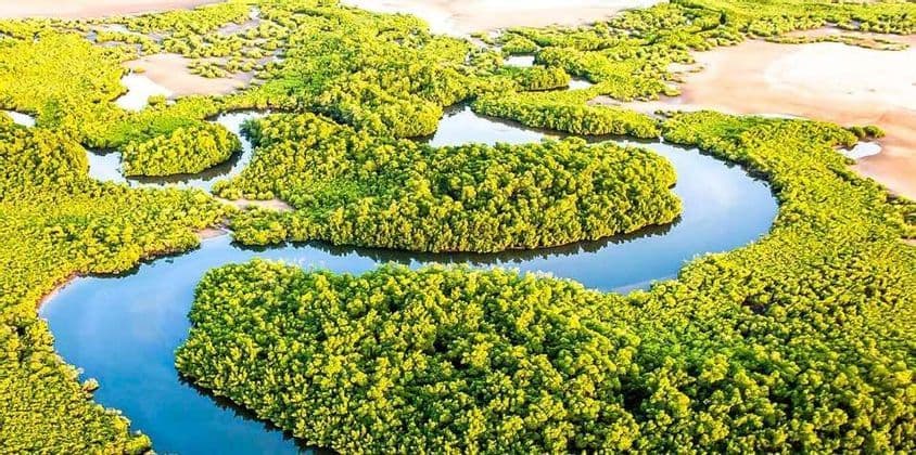 Vista aerea di un fiume che si snoda attraverso una fitta foresta di mangrovie di un verde brillante, circondato da sponde sabbiose.