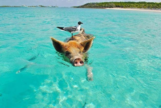 A close-up of a pig swimming in turquoise water with a seagull perched on its back, near a tropical shoreline.