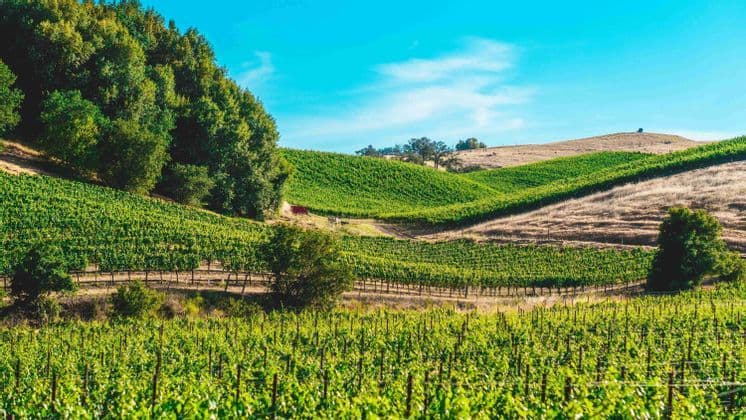 Lush green vineyards with rows of grapevines cover rolling hills under a clear blue sky on a sunny day.