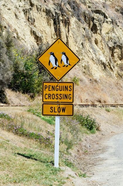 Un cartello stradale giallo con le scritte 'ATTRAVERSAMENTO PINGUINI' e 'LENTO' si trova sul ciglio erboso di una strada, accanto a un ripido pendio sterrato.