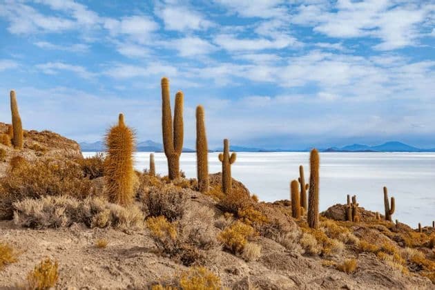 Alti cactus si ergono su una collina rocciosa e arida che domina una vasta distesa di sale bianca sotto un cielo azzurro e nuvoloso.