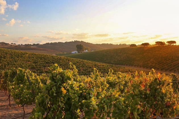 Filari di viti su dolci colline sono illuminati dalla luce dorata del sole al tramonto, con un edificio bianco in lontananza.