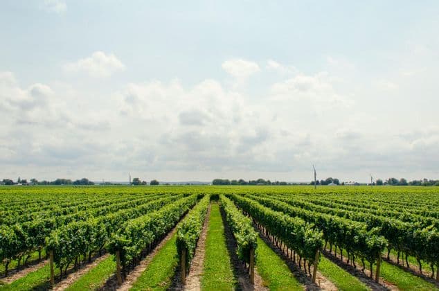 Long rows of green grapevines in a vineyard stretch into the distance under a cloudy sky.