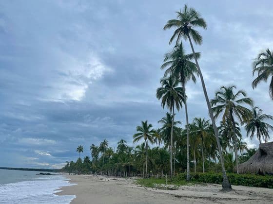 Hohe Palmen säumen einen Sandstrand, während sanfte Wellen unter einem bewölkten Himmel ans Ufer spülen.