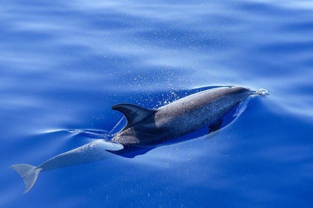 Un delfino solitario emerge dalla superficie dell'oceano blu profondo, con la sua pinna dorsale visibile mentre solleva uno spruzzo.