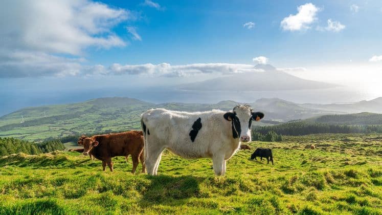 Diverse mucche pascolano su una rigogliosa collina verde che si affaccia su un paesaggio costiero con un'isola vulcanica distante.
