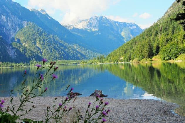 Fiori di campo viola su una sponda ghiaiosa si affacciano su un lago tranquillo che riflette montagne boscose con cime innevate.