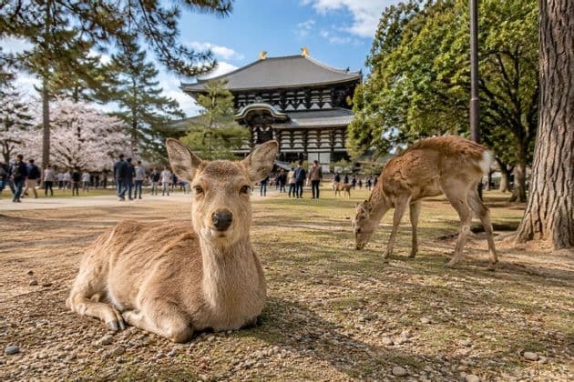 Un cervo è sdraiato a terra guardando la macchina fotografica in un parco con un tempio giapponese e persone sullo sfondo.
