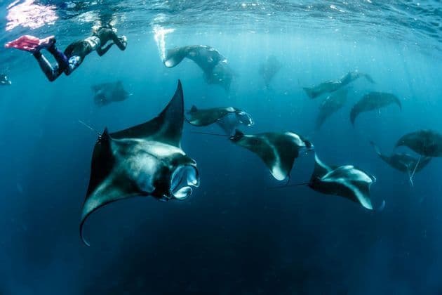 Una foto subacquea di uno snorkeler che nuota vicino alla superficie sopra un grande banco di mante in acque blu profonde.