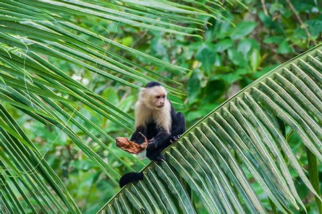 A white-headed capuchin monkey sitting on a large green palm frond while holding a dry leaf.