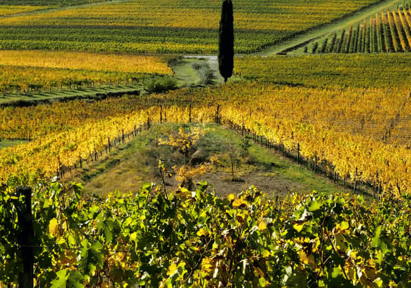 Fila di vigneti con foglie autunnali gialle e verdi si estendono su dolci colline sotto il sole splendente.
