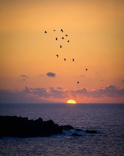 A flock of birds is silhouetted against an orange sky as the sun sets over a calm ocean.