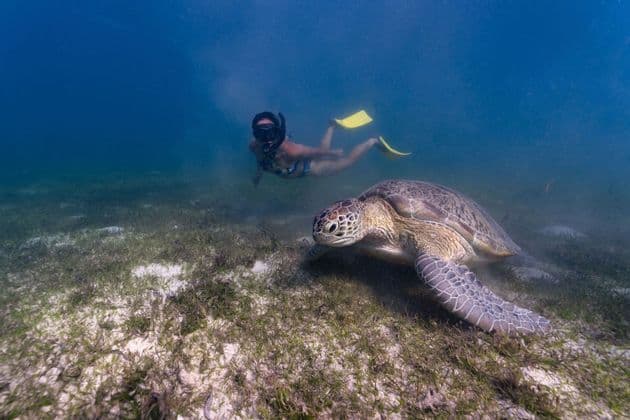Una persona con maschera e pinne nuota sott'acqua vicino a una grande tartaruga marina su un fondale sabbioso con posidonia.