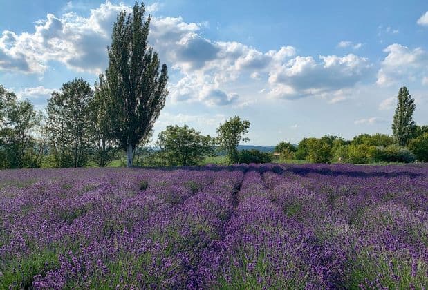 Un vasto campo di lavanda viola è coltivato in filari, con alberi alti sullo sfondo sotto un cielo azzurro e nuvoloso.