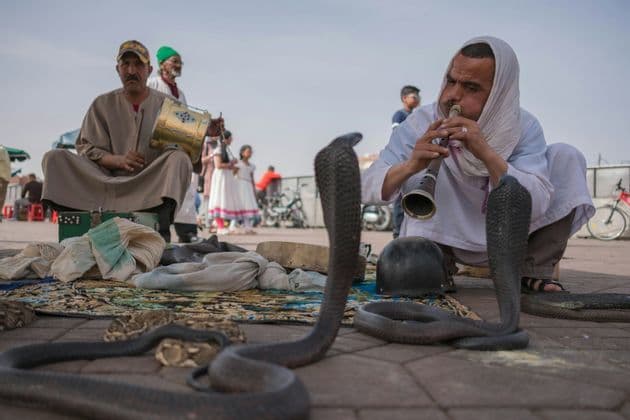 A snake charmer plays a pipe to two cobras on a mat in a public square while another man plays a drum.