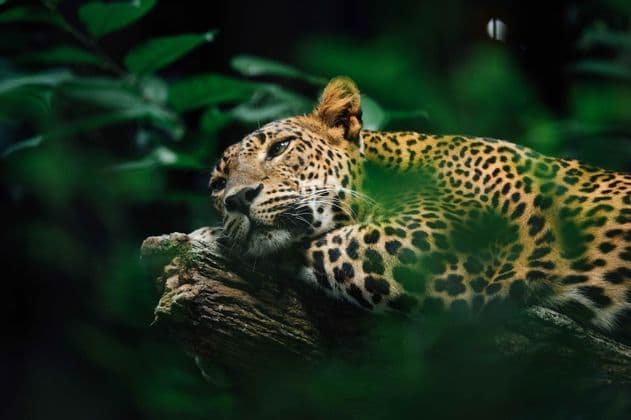 Un leopardo maculato riposa su un grosso tronco d'albero, circondato da fitta vegetazione della giungla.