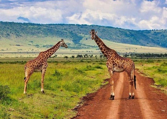 Due giraffe si trovano su e accanto a una strada sterrata in una savana erbosa, con colline verdi sullo sfondo sotto un cielo nuvoloso.