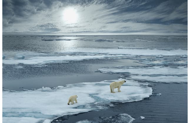 Un oso polar adulto y una cría se encuentran sobre un témpano de hielo rodeados de agua bajo un cielo brillante y nublado.