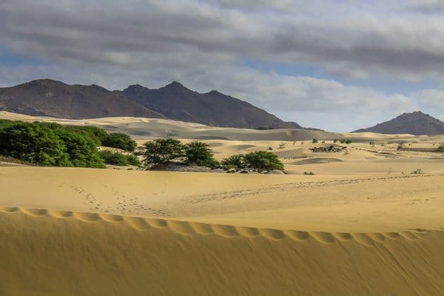 Un paisaje desértico con dunas de arena onduladas, árboles verdes dispersos y montañas distantes bajo un cielo nublado.