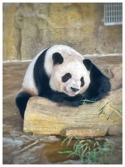 Un panda gigante riposa su una grande roccia, con la testa e le zampe appoggiate, osservando il suo recinto.
