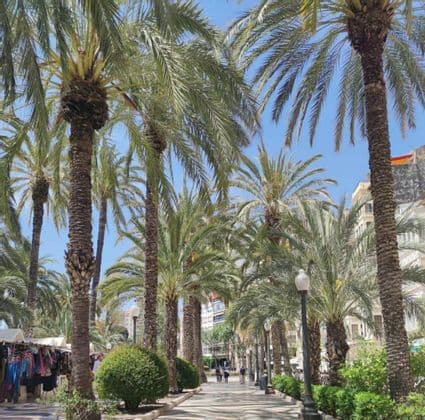 Un ampio lungomare soleggiato fiancheggiato da alte palme, con bancarelle sulla sinistra e persone che passeggiano in lontananza.