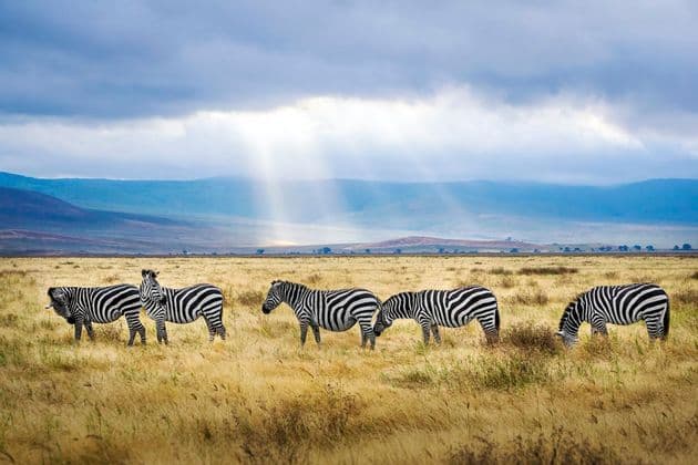 Un branco di cinque zebre al pascolo in una vasta savana con raggi di sole che filtrano tra le nuvole sopra montagne lontane.
