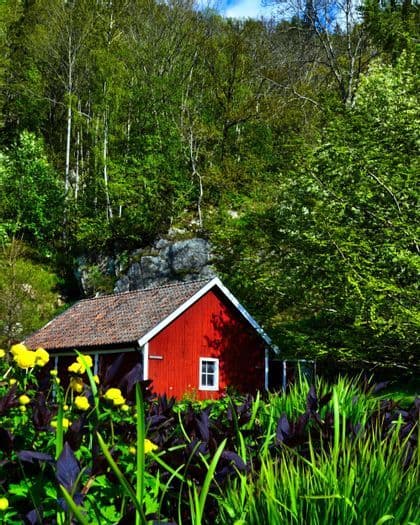 A small red wooden cabin sits in a lush green forest, with yellow flowers and dark purple plants in the foreground.
