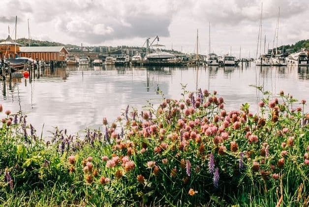 A patch of pink and purple wildflowers on the grassy bank of a harbor with boats docked in the background.