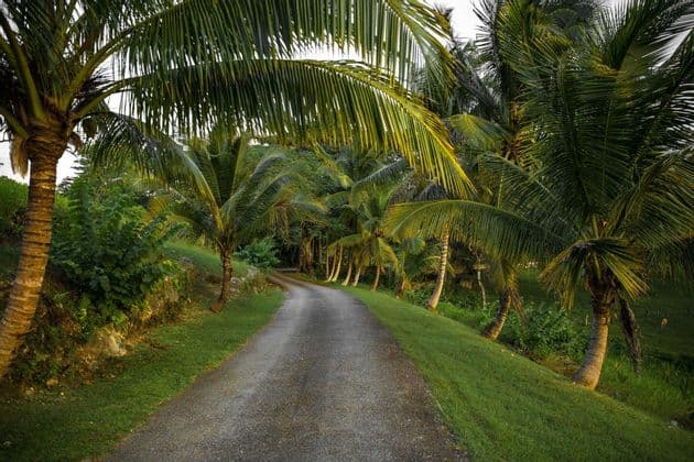 Une route pavée étroite serpente à travers un paysage verdoyant luxuriant, rempli de grands palmiers et de végétation tropicale.