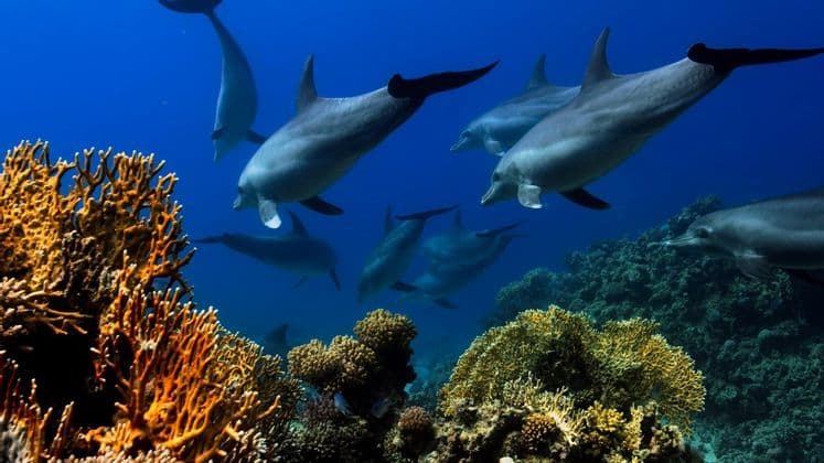 Una vista subacquea di un branco di delfini che nuotano su una barriera corallina colorata.