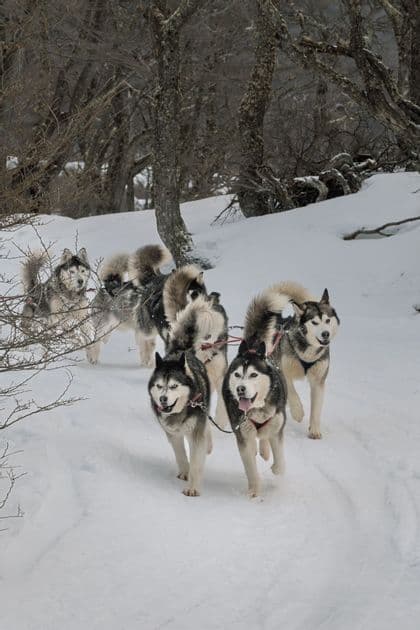 Una muta di husky imbrigliati corre lungo un sentiero in una foresta innevata con alberi spogli.