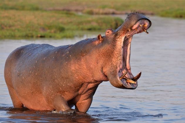 Ein riesiges Nilpferd steht im Wasser, das Maul weit aufgerissen, und zeigt seine imposanten Stoßzähne.