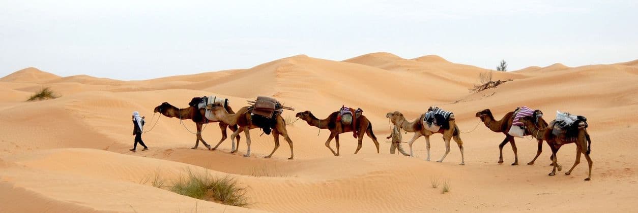 Una persona guía una caravana de cinco camellos cargando bultos por vastas dunas del desierto.